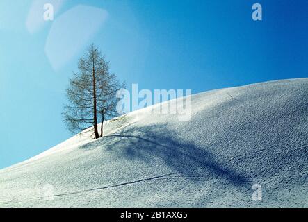 Österreich. Einsamer Baum auf schneebedecktem Hang. Stockfoto