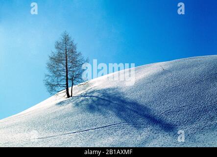 Österreich. Einsamer Baum auf schneebedecktem Hang. Stockfoto