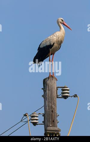 Weißstorch (Ciconia ciconia) thront im Frühjahr auf dem Versorgungspol Stockfoto