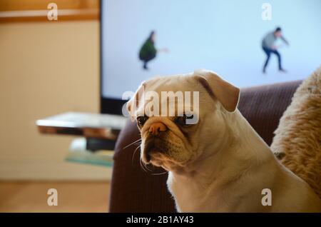 HUNDELEBEN: Ein entzückender Mops entspannt sich auf der Couch eines Wohnhauses. Stockfoto