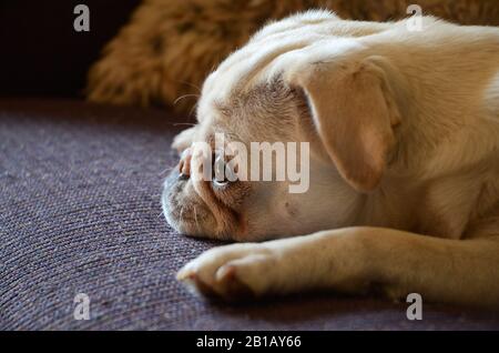 HUNDELEBEN: Ein entzückender Mops entspannt sich auf der Couch eines Wohnhauses. Stockfoto