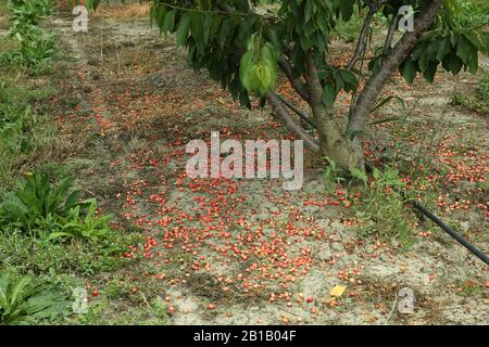 Sehnen Sie sich Bäume im Garten mit blauem Himmel Hintergrund. Haufen reifer Kirschen auf Kirschbäumen . Stockfoto