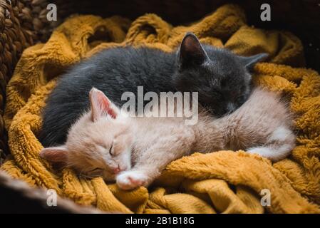 Zwei Kätzchen zusammen zusammengerollt schlafen auf einer Decke in einem Weidenkorb. Stockfoto