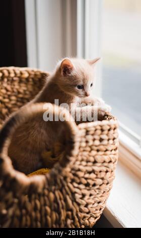 Niedliches beigefarbenes Kätzchen, das aus einem Korbkorb klettert. Stockfoto