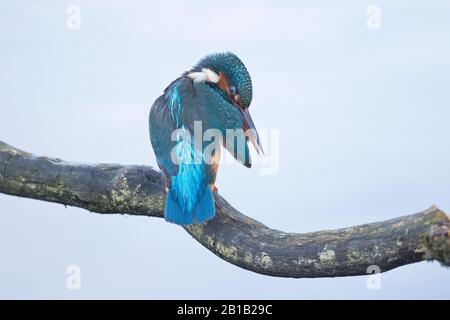 Eisvogel (Alcedo Atthis) Stockfoto