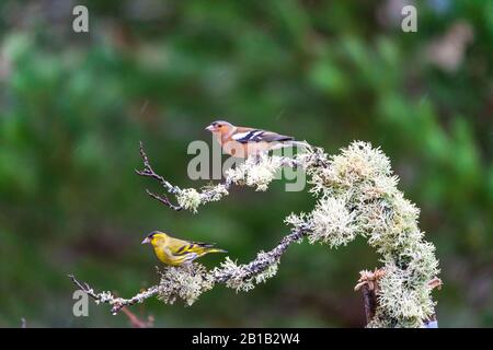 Europäisches Goldfinkenmännchen (Carduelis carduelis) auf einem Vogelzubringer und Eurasisches Siskin (Spinus spinus) - selektiver Fokus Stockfoto