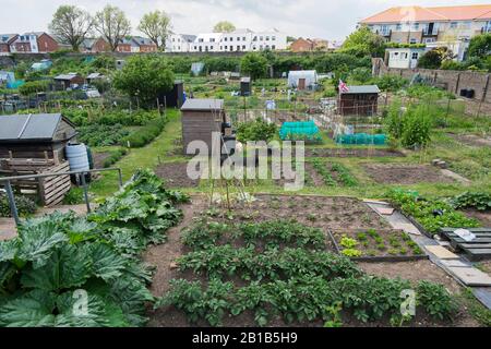 Gepflegte Kleingärten, die Obst, Gemüse und Blumen in Campbell Road, Walmer, Deal, Kent, Großbritannien anbauen Stockfoto