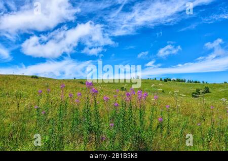 Sommerwiese mit blühendem Feuerkraut (Chamaenerion angustifolium oder Epilobium angustifolium) - Heilkraut am Hang am sonnigen Sommertag mit bea Stockfoto