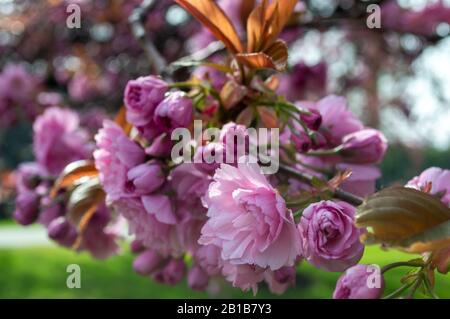 Pink Cherry Blossom Tree wird im Frühling in Glasgow, Schottland, lebendig Stockfoto