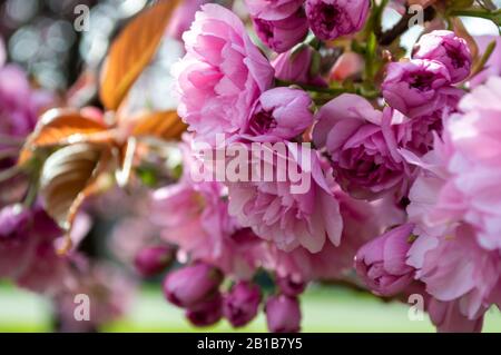 Pink Cherry Blossom Tree wird im Frühling in Glasgow, Schottland, lebendig Stockfoto