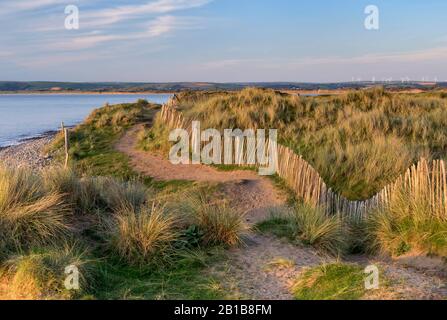 Sanddünen im Northam Burrows Country Park und einer Gegend von außergewöhnlicher Schönheit, die entlang westwärts Ho! Strand und Pebbleridge, North Devon, S. West Stockfoto