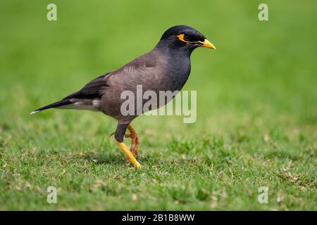 Die gemeine Myna oder indische Myna, manchmal auch Myna geschrieben, ist ein Mitglied der Familie Sturnidae aus Asien, in Katar Hotelpark Stockfoto