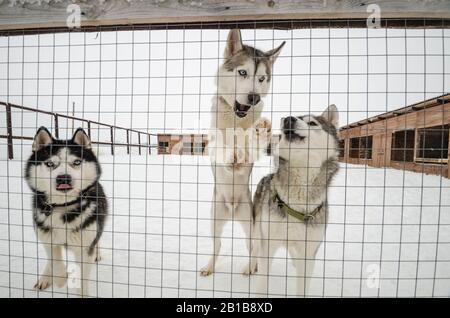 Schlittenhunde in Volieren. Hundefarm Stockfoto