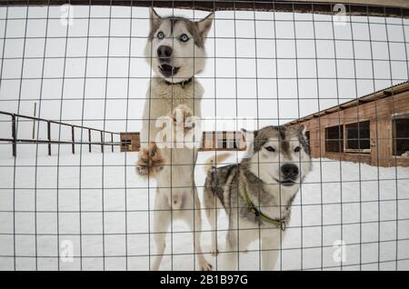 Schlittenhunde in Volieren. Hundefarm Stockfoto