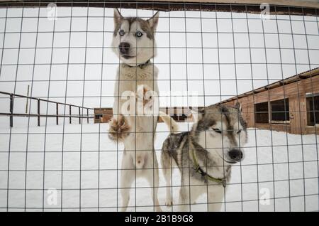 Schlittenhunde in Volieren. Hundefarm Stockfoto