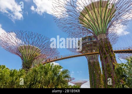 Blick auf die hoch aufragenden vertikalen Gärten und Superbäume in den Gärten an der Bucht gegen das gekühlte Sonservatorium, Singapur, Asien Stockfoto