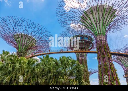 Blick auf die hoch aufragenden vertikalen Gärten und Superbäume in den Gärten an der Bucht gegen das gekühlte Sonservatorium, Singapur, Asien Stockfoto