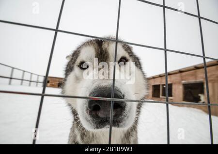 Schlittenhunde in Volieren. Hundefarm Stockfoto