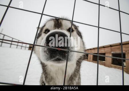 Schlittenhunde in Volieren. Hundefarm Stockfoto