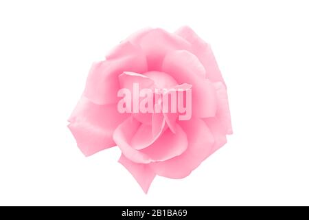 Wunderschöner, hellrosa Rosenkopf isoliert auf Weiß. Schöne rosafarbene Rosenblume. Draufsicht, Nahaufnahme. Stockfoto