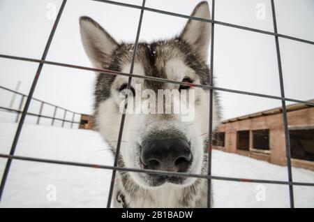 Schlittenhunde in Volieren. Hundefarm Stockfoto