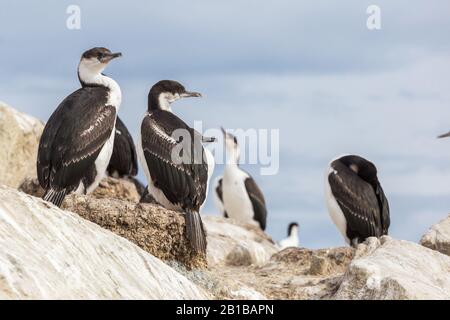 Der imperiale Schag Leucocarbo atrizeps, auch als blauäugiger Schag bezeichnet, blauäugiger Kormoran, der auf dem Stein sitzt. Argentinische Inseln, Antarktische Halbinsel Stockfoto