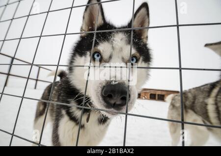 Schlittenhunde in Volieren. Hundefarm Stockfoto