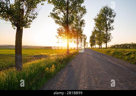 Landstraße mit Bäumen am Rand. Die Straße zwischen grünen Bäumen am Rande einer Farm bei Sonnenuntergang, die sich auf Rumänien befindet. Stockfoto