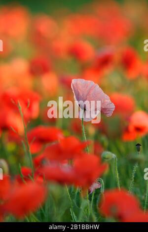 Ein Blasser Pink Poppy auf einem Feld Lebendiger roter Poppies in der Grafschaft Durham, England, Großbritannien. Stockfoto