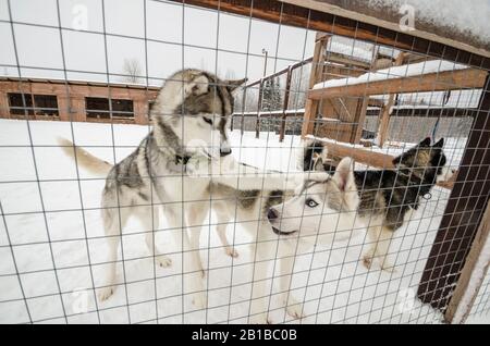 Schlittenhunde in Volieren. Hundefarm Stockfoto