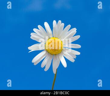 Kamille oder Gänseblümchen isoliert auf blauem Hintergrund. Makroaufnahme von wilder Kamille am blauen Himmel. OX Eye Daisy Blumenkopf isoliert gegen Sommerhimmel a g Stockfoto