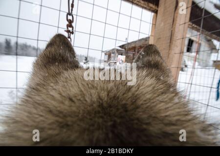 Schlittenhunde in Volieren. Hundefarm Stockfoto