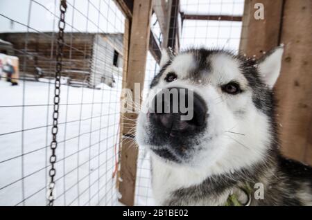 Schlittenhunde in Volieren. Hundefarm Stockfoto