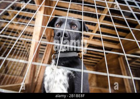 Schlittenhunde in Volieren. Hundefarm Stockfoto