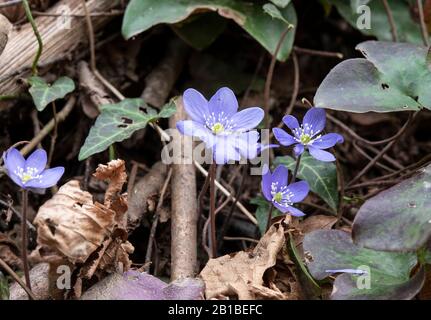 Blaue Blumen von Anemon hepatica im Wald Stockfoto