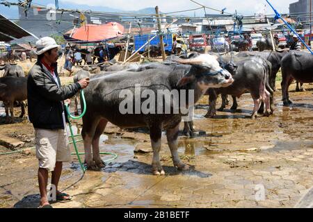 Viehmarkt in Rantepao, Sulawesi, Indonesien. Mann, der die Buffalos bewässert, um Überhitzung zu verhindern Stockfoto