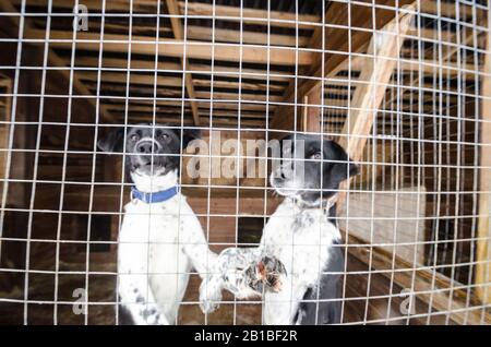 Schlittenhunde in Volieren. Hundefarm Stockfoto