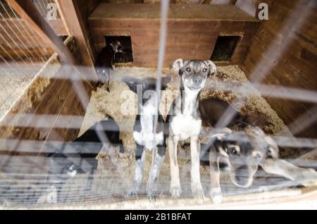 Schlittenhunde in Volieren. Hundefarm Stockfoto