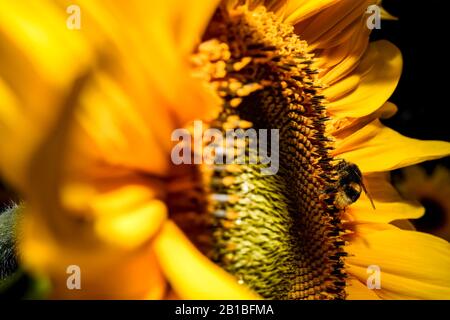 Eine Biene, die Pollen von einer Sonnenblume trinkt Stockfoto