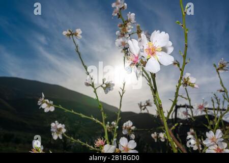 Mandelblüte, das beste Bild, das Sie finden werden, spektakuläre Blumen, immer im Februar gibt uns die Mandelblüte spektakuläre Bilder. Stockfoto