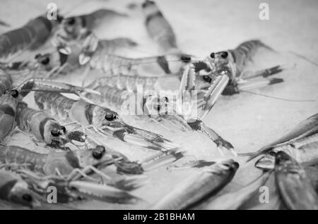 Frische Mischung Meeresfrüchte innerhalb des Fischmarktes - Krake, Muscheln, Austern, Garnelen, Calamari, Fisch Stockfoto