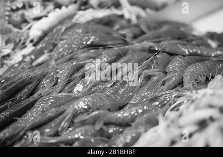 Frische Mischung Meeresfrüchte innerhalb des Fischmarktes - Krake, Muscheln, Austern, Garnelen, Calamari, Fisch Stockfoto