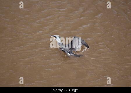 Worcester River Severn flut .cormorant nimmt ab. 23/02/20120 Worcester, England, Großbritannien. Die Gewässer aus den ersten Überschwemmungen in diesem Jahr ernähren sich von den sich zurückziehenden Kormoranen. Stockfoto