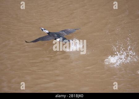 Worcester River Severn flut .cormorant nimmt ab. 23/02/20120 Worcester, England, Großbritannien. Die Gewässer aus den ersten Überschwemmungen in diesem Jahr ernähren sich von den sich zurückziehenden Kormoranen. Stockfoto