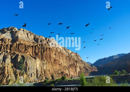 Schar alpiner Schoughs, die über Chuksang, Ober-Mustang-Region, Nepal schwangen. Stockfoto