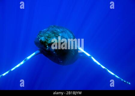 Blick auf den Buckelwal unter Wasser vor der Küste von Maui. Stockfoto