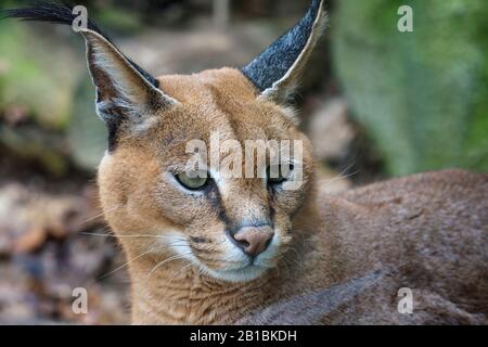 Detail des Karakalkopfes mit aufmerksamem Look. Schöne Karakkatze vor einem verschwommenen natürlichen Hintergrund Stockfoto