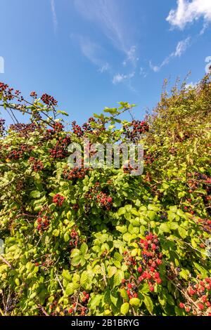 Brombeeren reifen in der Spätsommersonne im South Downs National Park in West Sussex, Südengland, Großbritannien. Stockfoto