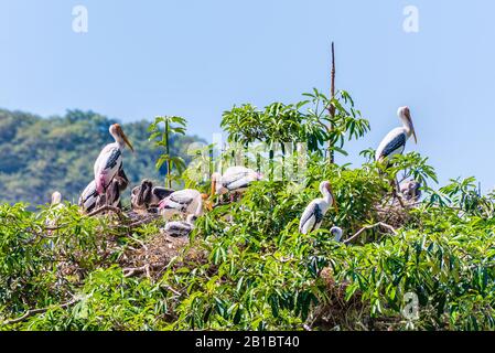 Eine Gruppe Gemalter Stork- oder Mycteria Leucocephala, eine Closeup Herde großer Vögel, baut ein Nest auf einem hohen grünen Baum und hat ein Baby, Eine Schöne Tierwelt in na Stockfoto