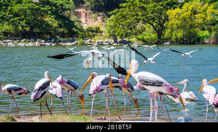 Eine Gruppe Gemalter Stork oder Mycteria Leucocephala, Eine Große Vogelwelt, die am Wasser aufzieht und am See fliegt, eine Schöne Tierwelt in der Natur tra Stockfoto